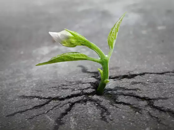 Healing Trauma with Spirituality