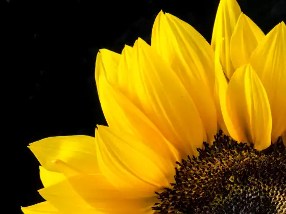 Remote Healing for the Heart and Solar Plexus Chakras