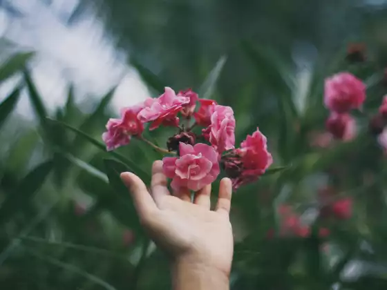 Sanación remota de Reiki durante 33 minutos