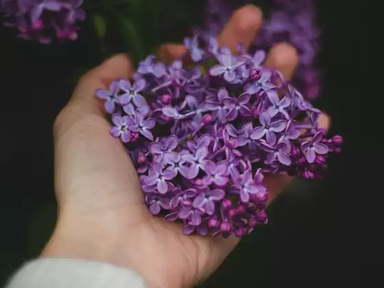 Sanación remota de Reiki durante 33 minutos