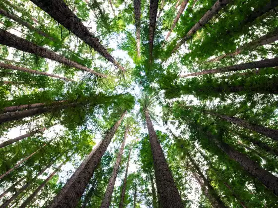 Energy Healing for your Earth and Root Chakra