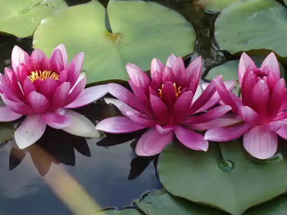 Water Element Yin Yoga - Slow Healing Yoga for All