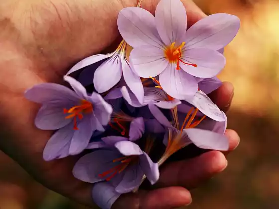 Remote Reiki Healing for 33 Minutes