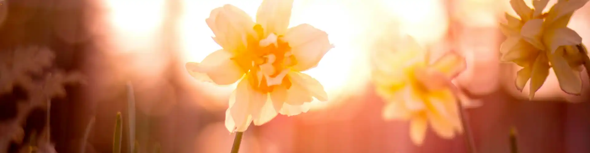 Heart-centeredness – Energy Healing  - Online Class by Ismene Manakas