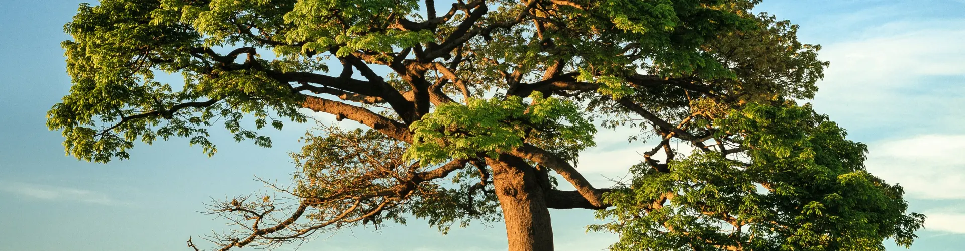 Ancestral Energy Healing  - Online Class by Ismene Manakas